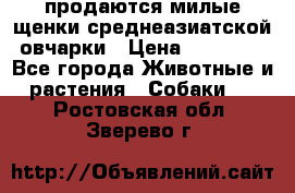 продаются милые щенки среднеазиатской овчарки › Цена ­ 30 000 - Все города Животные и растения » Собаки   . Ростовская обл.,Зверево г.